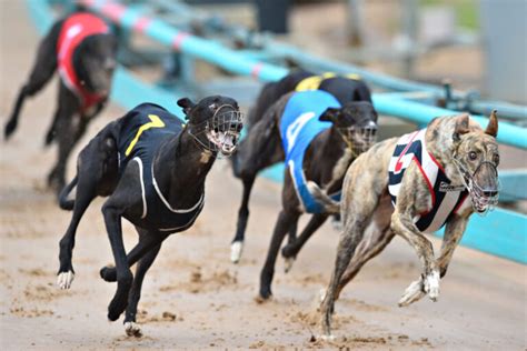 ﻿köpek yarışı bahis oyunu: casinoper köpek yarışları bahisi nasıl alınır?   köpek